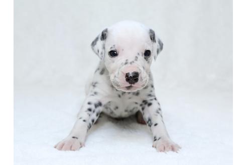 成約済の栃木県のダルメシアン-30147の3枚目