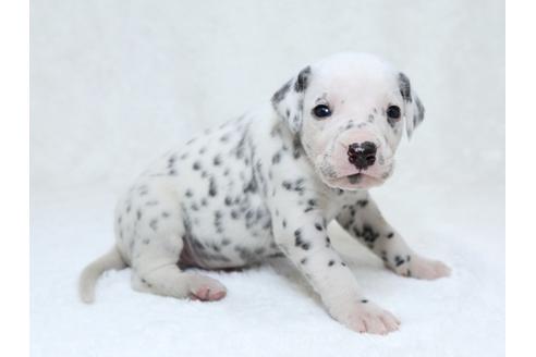 成約済の栃木県のダルメシアン-30147の4枚目