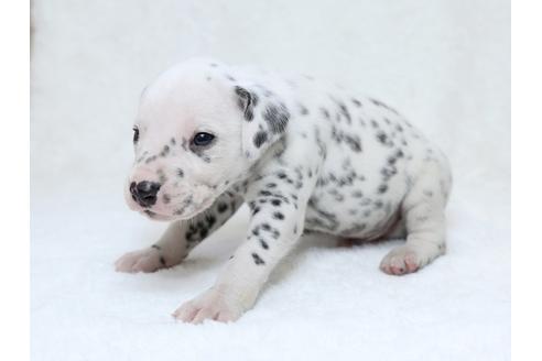 成約済の栃木県のダルメシアン-30147の1枚目