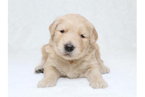 成約済の栃木県のゴールデンレトリーバー-30148の3枚目