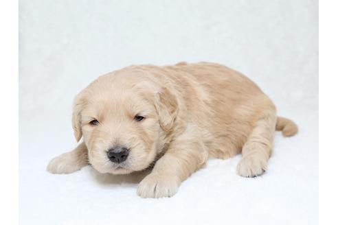 成約済の栃木県のゴールデンレトリーバー-30148の1枚目