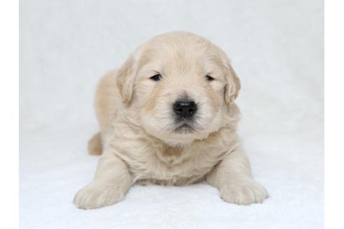 成約済の栃木県のゴールデンレトリーバー-30149の1枚目