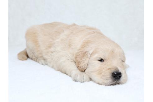 成約済の栃木県のゴールデンレトリーバー-30149の2枚目