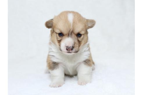 成約済の栃木県のウェルシュコーギーペンブローク-30150の1枚目