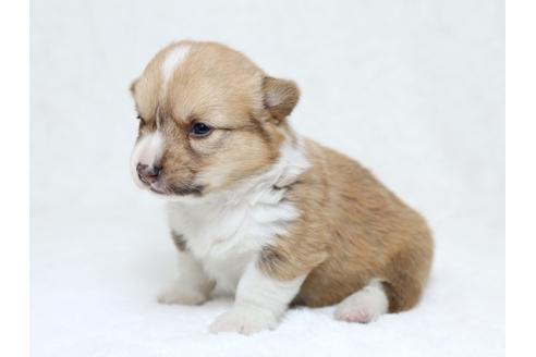 成約済の栃木県のウェルシュコーギーペンブローク-30150の3枚目