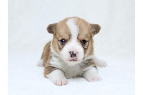 成約済の栃木県のウェルシュコーギーペンブローク-30151の2枚目