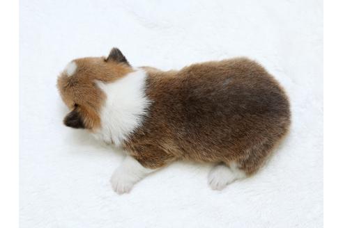 成約済の栃木県のウェルシュコーギーペンブローク-30151の1枚目