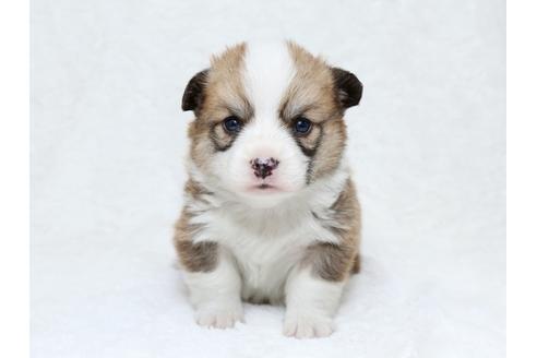 成約済の栃木県のウェルシュコーギーペンブローク-30152の4枚目