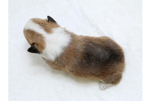 成約済の栃木県のウェルシュコーギーペンブローク-30152の3枚目