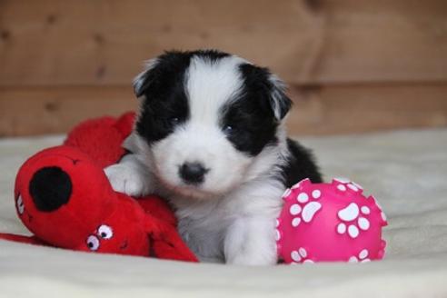 成約済の宮崎県のボーダーコリー-29638の5枚目