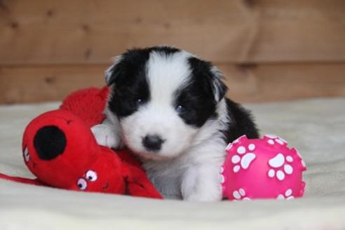 成約済の宮崎県のボーダーコリー-29638の4枚目