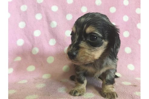 成約済の山梨県のミニチュアダックスフンド(ロングヘアード)-29007の2枚目