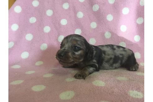 成約済の山梨県のミニチュアダックスフンド(ロングヘアード)-28891の4枚目