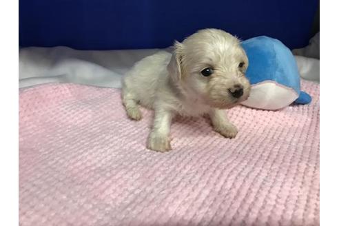成約済の佐賀県のミックス犬-30241の1枚目