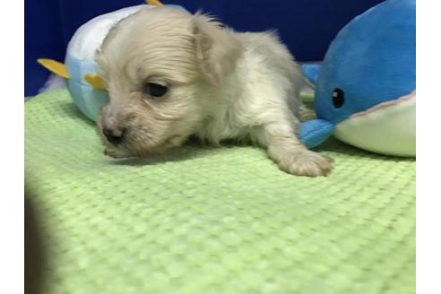 成約済の佐賀県のミックス犬-30242の2枚目