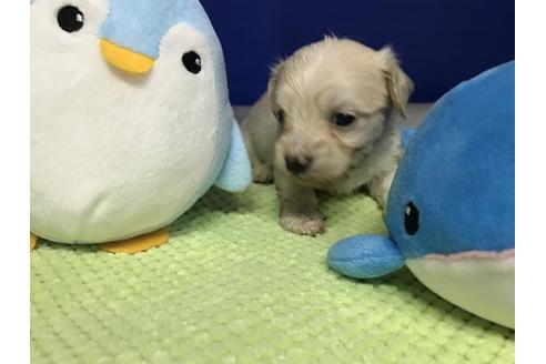 成約済の佐賀県のミックス犬-30242の1枚目