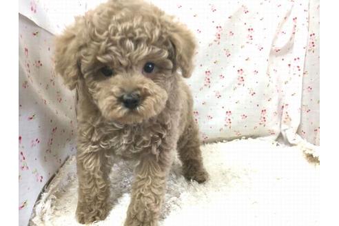 成約済の滋賀県のトイプードル-30251の2枚目