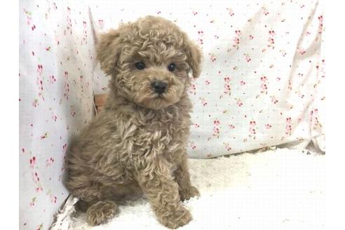 成約済の滋賀県のトイプードル-30251の1枚目