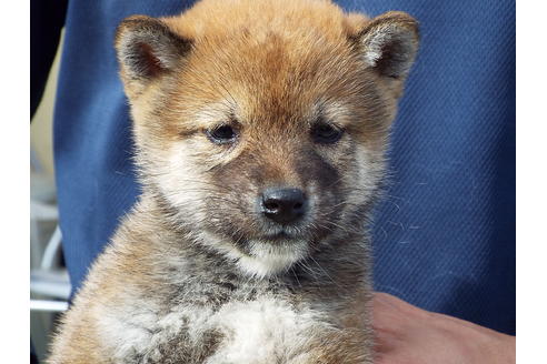成約済の埼玉県の柴犬-30252の5枚目