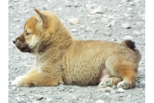 成約済の埼玉県の柴犬-30252の4枚目