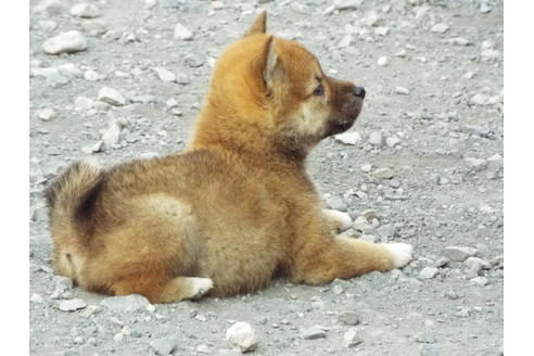 成約済の埼玉県の柴犬-30252の3枚目