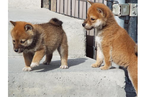 成約済の埼玉県の柴犬-30252の1枚目