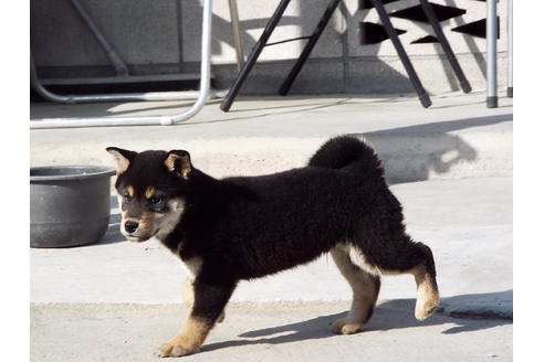 成約済の埼玉県の柴犬-30253の5枚目