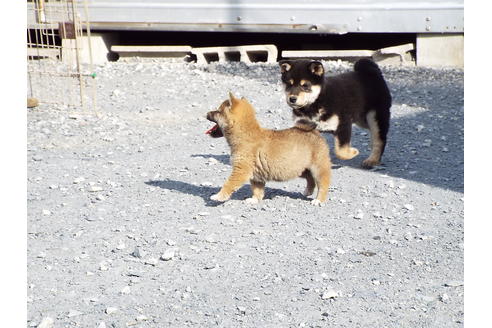 成約済の埼玉県の柴犬-30253の4枚目