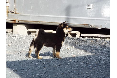 成約済の埼玉県の柴犬-30253の3枚目