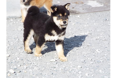 成約済の埼玉県の柴犬-30253の2枚目
