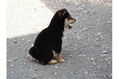 成約済の埼玉県の柴犬-30253の1枚目