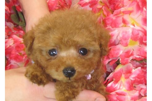 成約済の茨城県のトイプードル-30265の2枚目