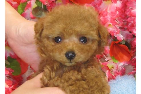 成約済の茨城県のトイプードル-30265の5枚目