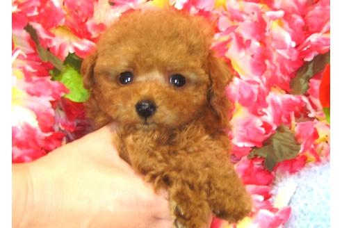 成約済の茨城県のトイプードル-30265の1枚目