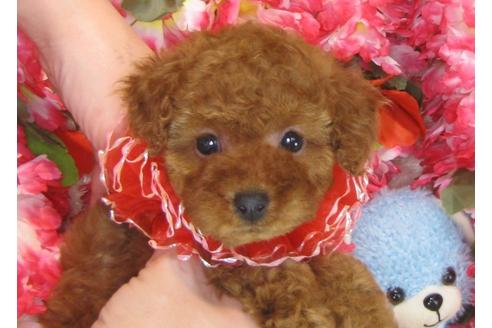 成約済の茨城県のトイプードル-30266の1枚目