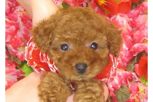 成約済の茨城県のトイプードル-30266の2枚目