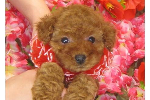 成約済の茨城県のトイプードル-30266の3枚目