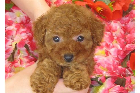 成約済の茨城県のトイプードル-30266の5枚目