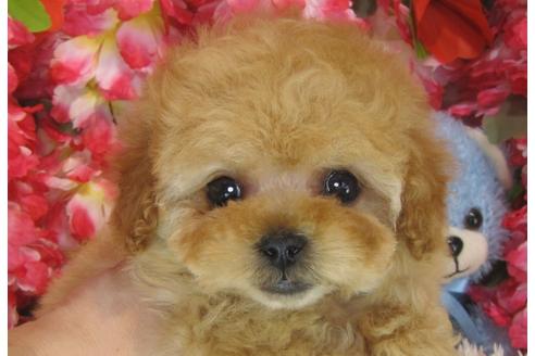 成約済の茨城県のトイプードル-30267の2枚目