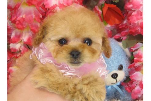 成約済の茨城県のトイプードル-30267の3枚目