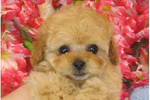 成約済の茨城県のトイプードル-30267の4枚目