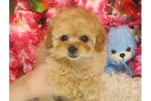 成約済の茨城県のトイプードル-30267の5枚目