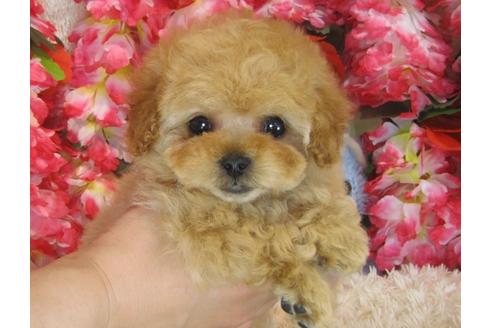 成約済の茨城県のトイプードル-30267の1枚目