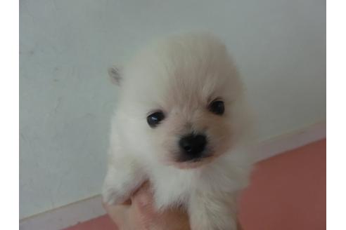 成約済の福岡県のポメラニアン-29127の1枚目