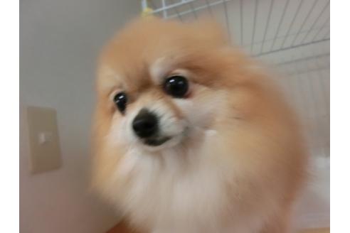 成約済の福岡県のポメラニアン-29127の4枚目