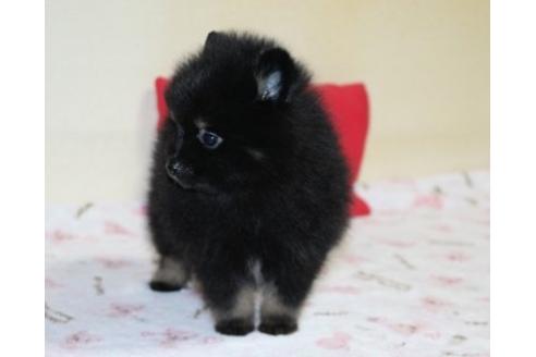 成約済の埼玉県のポメラニアン-30276の2枚目