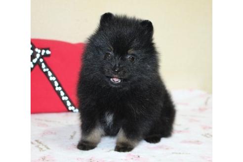 成約済の埼玉県のポメラニアン-30276の3枚目