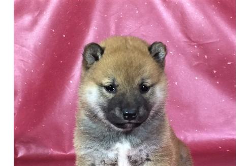成約済の愛知県の柴犬-30292の1枚目