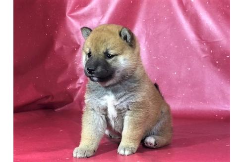 成約済の愛知県の柴犬-30292の2枚目