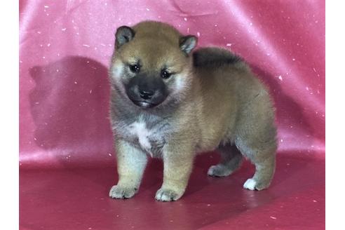 成約済の愛知県の柴犬-30292の3枚目